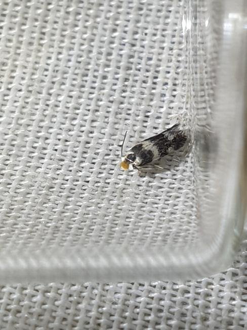 Etainia sericopeza, adult. Darlington, 17-09-2024. Copyright Chris Bell.