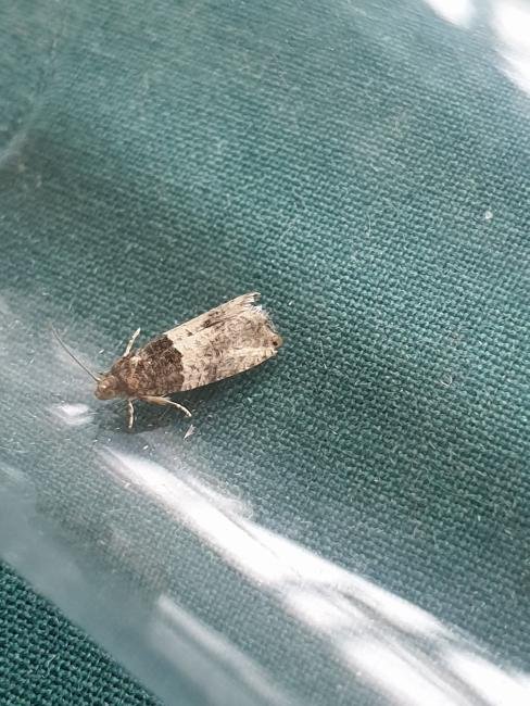 Gypsonoma aceriana, adult. Darlington, 02-08-2023. Copyright Chris Bell. Gypsonoma aceriana, adult. Darlington, 02-08-2023. Copyright Chris Bell.