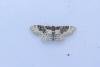 Least Carpet (Idaea rusticata), adult. Taken outside Durham (Oxfordshire), 14-07-2025. Copyright Christopher Blakey.