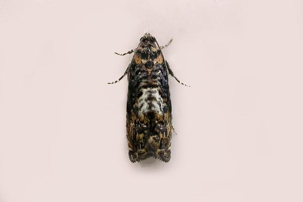Pammene suspectana, adult. Chester-le-Street. Copyright Keith Dover.