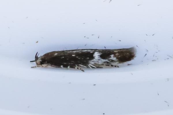 Mompha langiella, adult. 10-08-2023. Copyright Arto Maatta. Mompha langiella, adult. 10-08-2023. Copyright Arto Maatta.