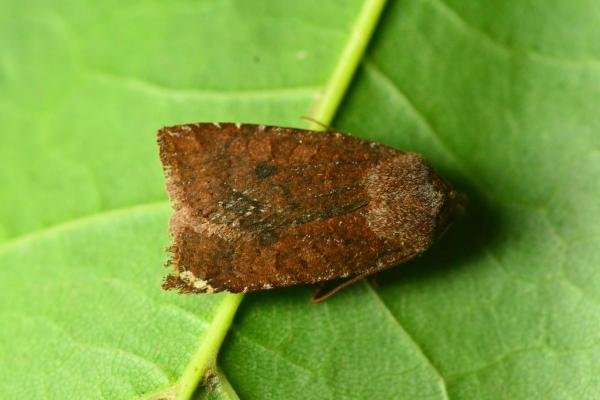 Dark Chestnut (Conistra ligula), adult. Trimdon Grange, 10-10-2023. Copyright Bob Mawson.