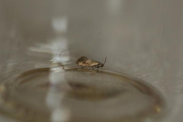 Heliozela sericiella, adult. Cleveland Gorse, 25-04-2020. Copyright Bob Mawson.