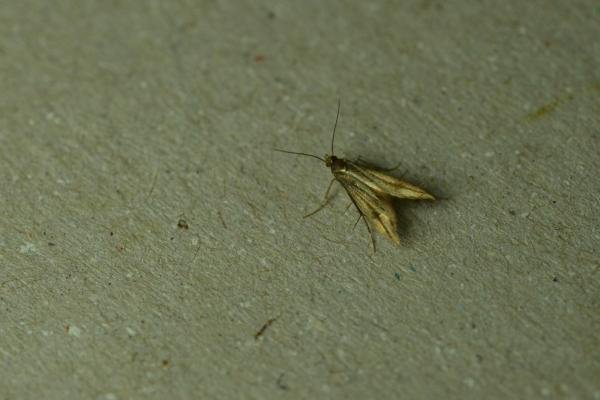 Schreckensteinia festaliella, adult. Brierley Wood, 15-08-2023. Copyright Bob Mawson.