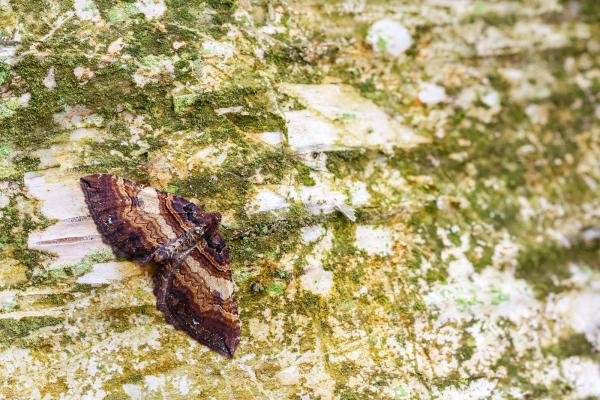 Shoulder Stripe (Earophila badiata), adult. Waldridge Fell, 24-03-2025. Copyright Christopher Blakey. Shoulder Stripe (Earophila badiata), adult. Waldridge Fell, 24-03-2025. Copyright Christopher Blakey.