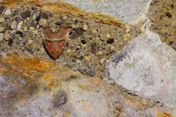 Herald (Scoliopteryx libatrix), adult. Finchale Abbey, 14-12-2024. Copyright Christopher Blakey. Herald (Scoliopteryx libatrix), adult. Finchale Abbey, 14-12-2024. Copyright Christopher Blakey.