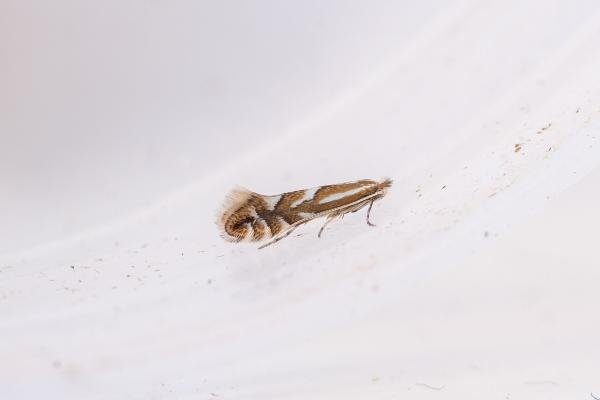 Nut Leaf Blister Moth (Phyllonorycter coryli), adult. Edmondsley Wood, 10-04-2025. Copyright Christopher Blakey. Nut Leaf Blister Moth (Phyllonorycter coryli), adult. Edmondsley Wood, 10-04-2025. Copyright Christopher Blakey.