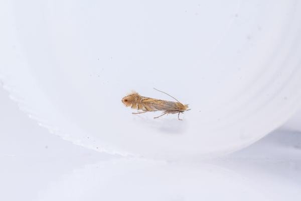 Phyllonorycter quercifoliella, adult. Waldridge Fell, 28-04-2025. Copyright Christopher Blakey. Phyllonorycter quercifoliella, adult. Waldridge Fell, 28-04-2025. Copyright Christopher Blakey.