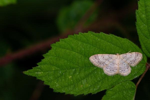 Small Fan-footed Wave (Idaea biselata), adult. Cater House Colliery, 21-07-2019. Copyright Christopher Blakey. Small Fan-footed Wave (Idaea biselata), adult. Cater House Colliery, 21-07-2019. Copyright Christopher Blakey.