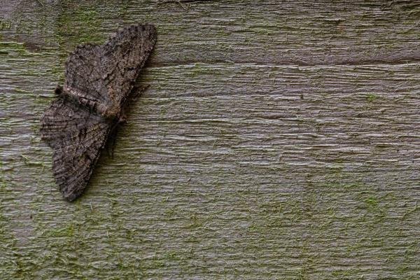 Willow Beauty (Peribatodes rhomboidaria), adult. Framwellgate Moor, 06-08-2019. Copyright Christopher Blakey. Willow Beauty (Peribatodes rhomboidaria), adult. Framwellgate Moor, 06-08-2019. Copyright Christopher Blakey.