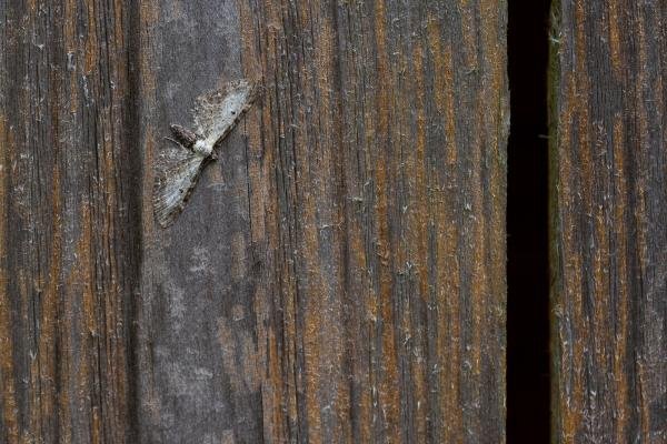 Bordered Pug (Eupithecia succenturiata), adult. Framwellgate Moor, 06-08-2019. Copyright Christopher Blakey. Bordered Pug (Eupithecia succenturiata), adult. Framwellgate Moor, 06-08-2019. Copyright Christopher Blakey.
