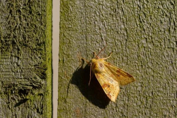 Sallow (Cirrhia icteritia), adult. Framwellgate Moor, 25-08-2019. Copyright Christopher Blakey. Sallow (Cirrhia icteritia), adult. Framwellgate Moor, 25-08-2019. Copyright Christopher Blakey.