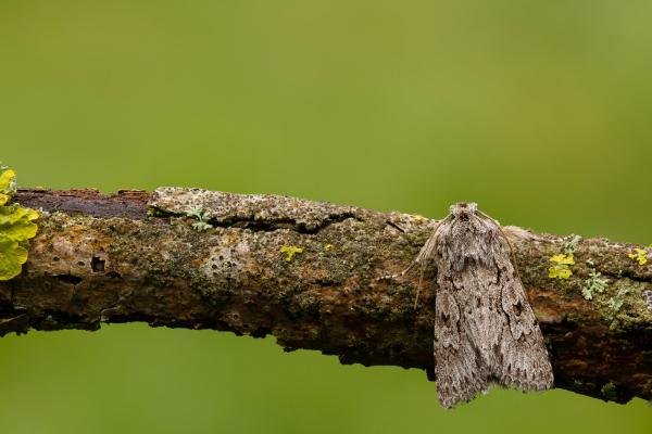 Early Grey (Xylocampa areola), adult. Framwellgate Moor, 31-03-2020. Copyright Christopher Blakey.