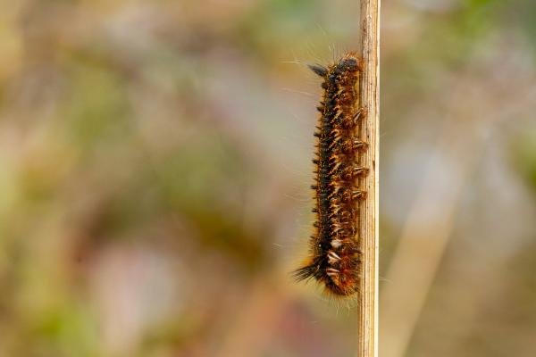 Drinker (Euthrix potatoria), larval. Daisy Hill, 10-04-2020. Copyright Christopher Blakey.