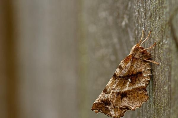 Early Thorn (Selenia dentaria), adult. Framwellgate Moor, 11-04-2020. Copyright Christopher Blakey. Early Thorn (Selenia dentaria), adult. Framwellgate Moor, 11-04-2020. Copyright Christopher Blakey.