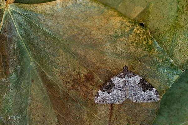 Garden Carpet (Xanthorhoe fluctuata), adult. Framwellgate Moor, 19-04-2020. Copyright Christopher Blakey. Garden Carpet (Xanthorhoe fluctuata), adult. Framwellgate Moor, 19-04-2020. Copyright Christopher Blakey.