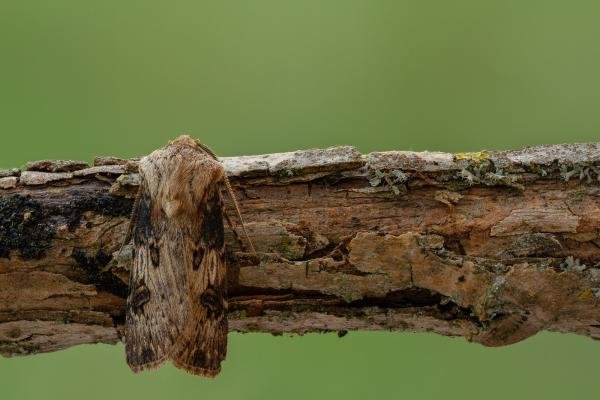 Shuttle-shaped Dart (Agrotis puta), adult. Framwellgate Moor, 16-05-2020. Copyright Christopher Blakey.
