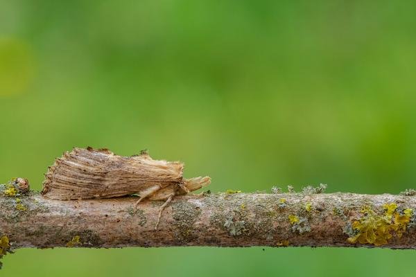 Pale Prominent (Pterostoma palpina), adult. Framwellgate Moor, 19-05-2020. Copyright Christopher Blakey.