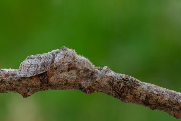 Pale Tussock (Calliteara pudibunda), adult. Framwellgate Moor, 22-05-2020. Copyright Christopher Blakey.