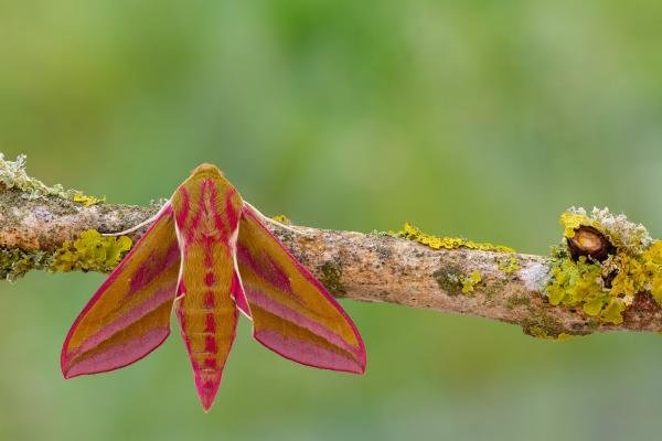 Elephant Hawk-moth (Deilephila elpenor), adult. Framwellgate Moor, 22-05-2020. Copyright Christopher Blakey. Elephant Hawk-moth (Deilephila elpenor), adult. Framwellgate Moor, 22-05-2020. Copyright Christopher Blakey.