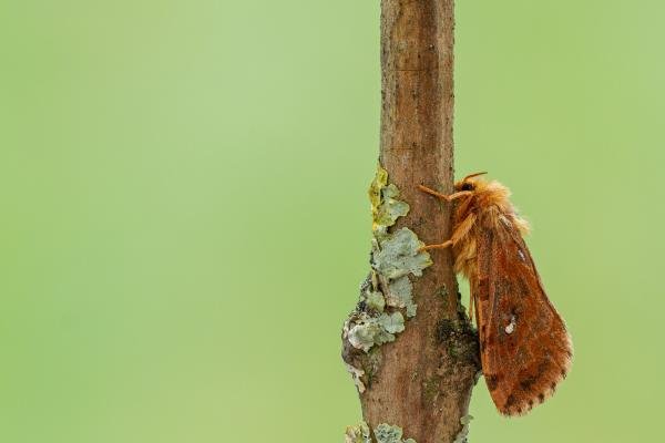Map-winged Swift (Korscheltellus fusconebulosa) f. gallicus, adult. Framwellgate Moor, 21-06-2020. Copyright Christopher Blakey.