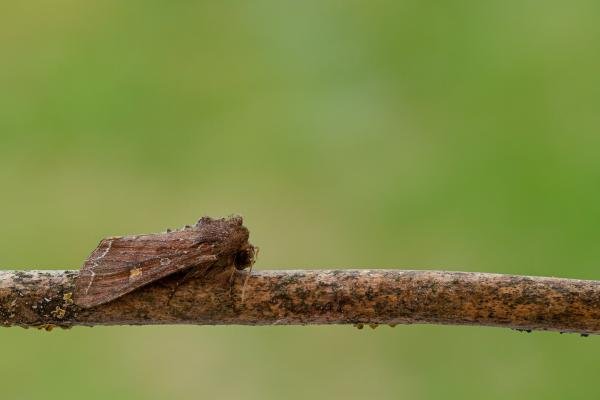 Bright-line Brown-eye (Lacanobia oleracea), adult. Framwellgate Moor, 23-06-2020. Copyright Christopher Blakey.