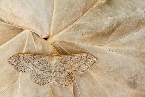 Riband Wave (Idaea aversata) ab. remutata, adult. Framwellgate Moor, 12-07-2020. Copyright Christopher Blakey.