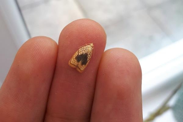 Acleris forsskaleana, adult. Framwellgate Moor, 17-07-2020. Copyright Christopher Blakey. Acleris forsskaleana, adult. Framwellgate Moor, 17-07-2020. Copyright Christopher Blakey.