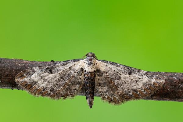 Bordered Pug (Eupithecia succenturiata), adult. Framwellgate Moor, 22-07-2020. Copyright Christopher Blakey.