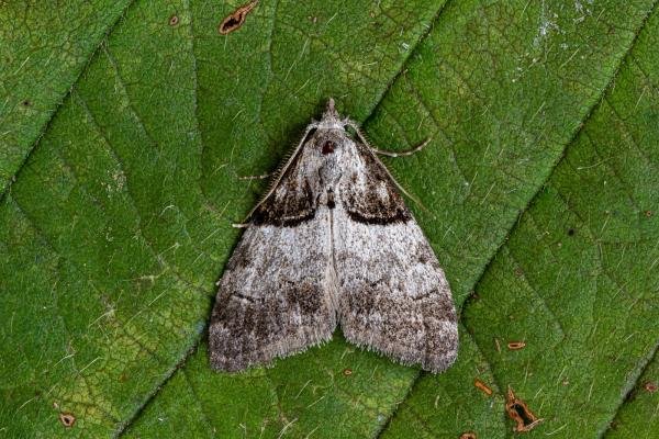 Short-cloaked Moth (Nola cucullatella), adult. Framwellgate Moor, 24-07-2020. Copyright Christopher Blakey.