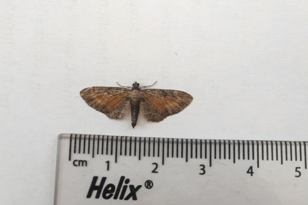 Tawny Speckled Pug (Eupithecia icterata), adult. Framwellgate Moor, 18-08-2020. Copyright Christopher Blakey. Tawny Speckled Pug (Eupithecia icterata), adult. Framwellgate Moor, 18-08-2020. Copyright Christopher Blakey.