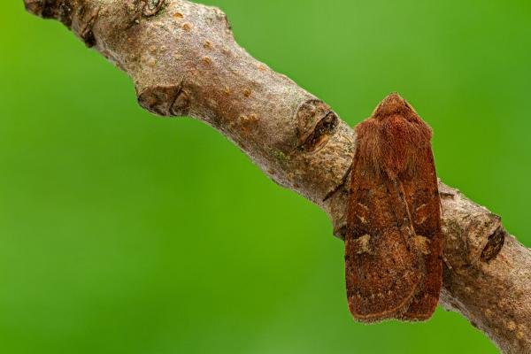Square-spot Rustic (Xestia xanthographa), adult. Framwellgate Moor, 18-08-2020. Copyright Christopher Blakey.