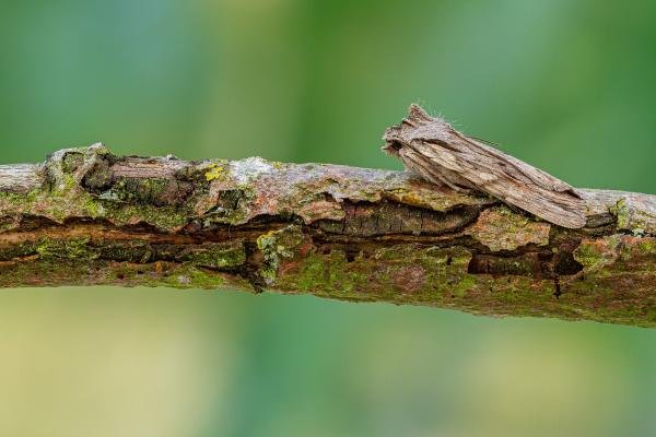 Blair's Shoulder-knot (Lithophane leautieri), adult. Framwellgate Moor, 06-10-2020. Copyright Christopher Blakey. Blair's Shoulder-knot (Lithophane leautieri), adult. Framwellgate Moor, 06-10-2020. Copyright Christopher Blakey.