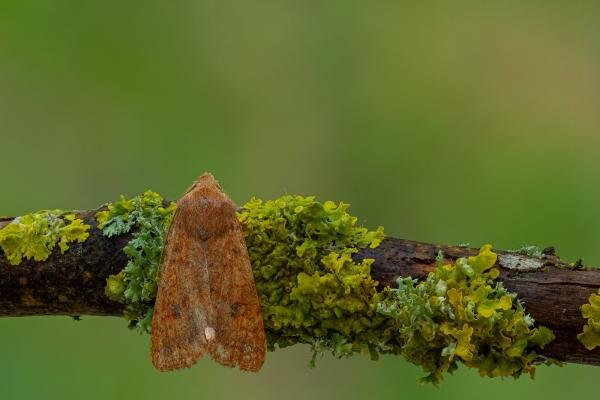 Brick (Sunira circellaris), adult. Framwellgate Moor, 21-10-2020. Copyright Christopher Blakey. Brick (Sunira circellaris), adult. Framwellgate Moor, 21-10-2020. Copyright Christopher Blakey.