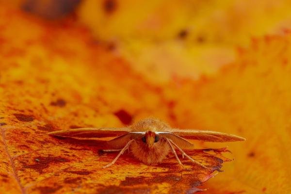 Feathered Thorn (Colotois pennaria), adult. Framwellgate Moor, 21-10-2020. Copyright Christopher Blakey. Feathered Thorn (Colotois pennaria), adult. Framwellgate Moor, 21-10-2020. Copyright Christopher Blakey.