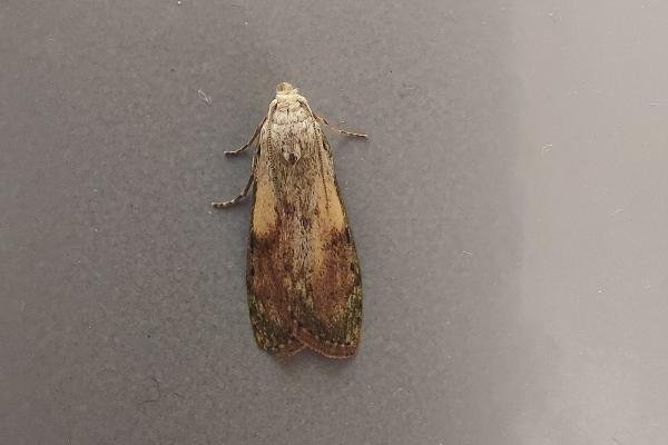 Bee Moth (Aphomia sociella), adult. Framwellgate Moor, 01-06-2021. Copyright Christopher Blakey.