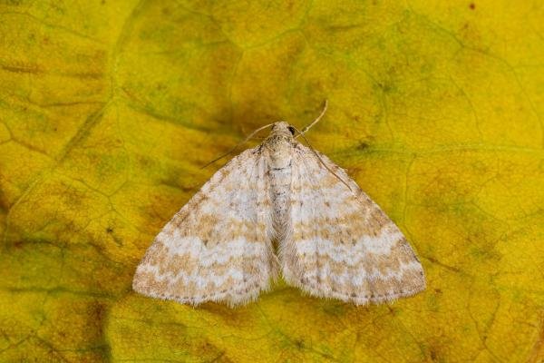 Grass Rivulet (Perizoma albulata), adult. Framwellgate Moor, 24-06-2021. Copyright Christopher Blakey.