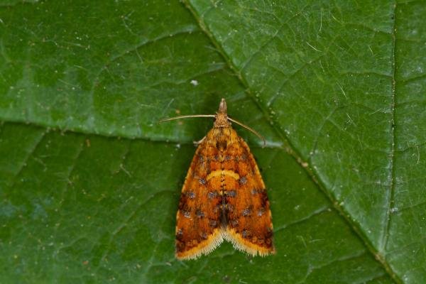 Pseudargyrotoza conwagana, adult. Framwellgate Moor, 24-06-2021. Copyright Christopher Blakey. Pseudargyrotoza conwagana, adult. Framwellgate Moor, 24-06-2021. Copyright Christopher Blakey.
