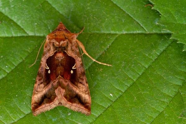 Plain Golden Y (Autographa jota), adult. Framwellgate Moor, 24-06-2021. Copyright Christopher Blakey. Plain Golden Y (Autographa jota), adult. Framwellgate Moor, 24-06-2021. Copyright Christopher Blakey.
