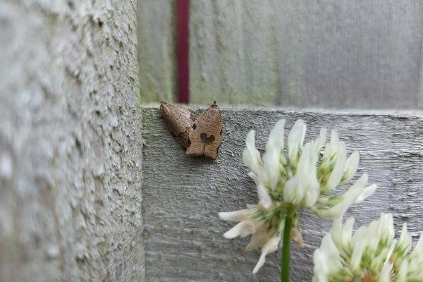 Lozotaenia forsterana, adult. Framwellgate Moor, 07-07-2021. Copyright Christopher Blakey. Lozotaenia forsterana, adult. Framwellgate Moor, 07-07-2021. Copyright Christopher Blakey.