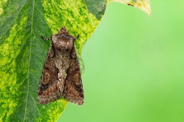 Green-brindled Crescent (Allophyes oxyacanthae), adult. Framwellgate Moor, 24-09-2021. Copyright Christopher Blakey.