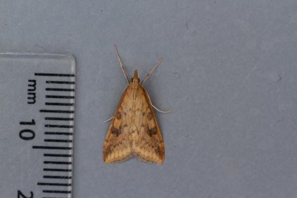 Rusty-dot Pearl (Udea ferrugalis), adult. Framwellgate Moor, 14-11-2021. Copyright Christopher Blakey.