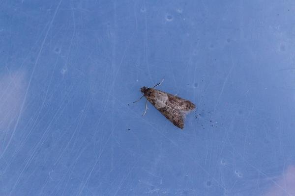 Tortricodes alternella, adult. Cater House Colliery, 13-02-2022. Copyright Christopher Blakey. Tortricodes alternella, adult. Cater House Colliery, 13-02-2022. Copyright Christopher Blakey.