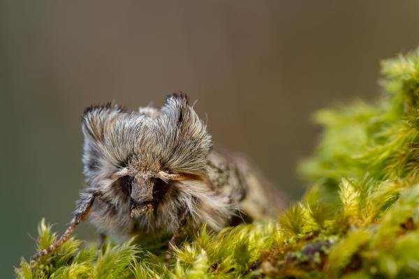 Yellow Horned (Achlya flavicornis), adult. Waldridge Fell, 23-03-2022. Copyright Christopher Blakey.
