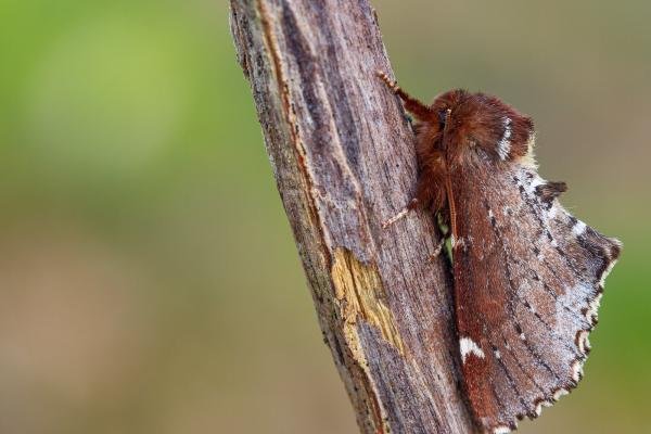 Scarce Prominent (Odontosia carmelita), adult. Waldridge Fell, 23-04-2022. Copyright Christopher Blakey. Scarce Prominent (Odontosia carmelita), adult. Waldridge Fell, 23-04-2022. Copyright Christopher Blakey.