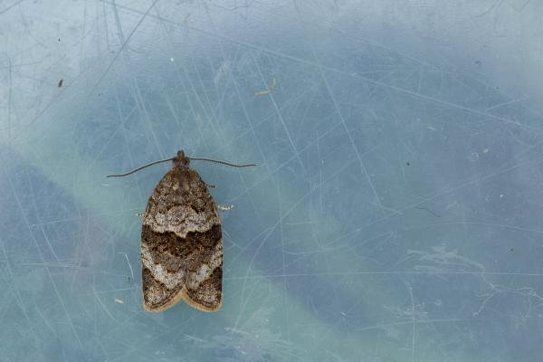 Syndemis musculana, adult. Waldridge Fell, 06-05-2022. Copyright Christopher Blakey.