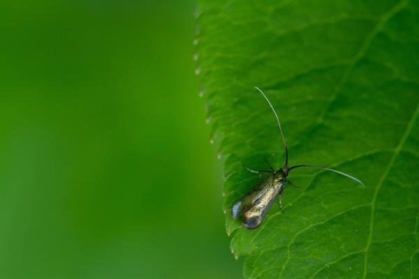 Cauchas rufimitrella, adult. Brasside, 14-05-2022. Copyright Christopher Blakey.