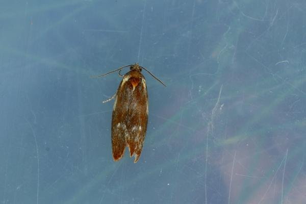 Eulia ministrana, adult. Waldridge Fell, 19-05-2022. Copyright Christopher Blakey. Eulia ministrana, adult. Waldridge Fell, 19-05-2022. Copyright Christopher Blakey.