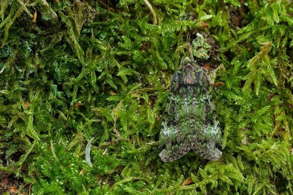 Green Arches (Anaplectoides prasina), adult. Waldridge Fell, 30-05-2022. Copyright Christopher Blakey.
