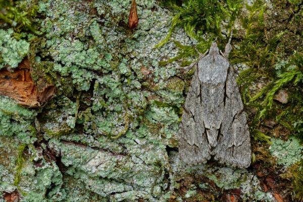 Dark Dagger / Grey Dagger (Acronicta tridens/psi), adult. Waldridge Fell, 30-05-2022. Copyright Christopher Blakey. Dark Dagger / Grey Dagger (Acronicta tridens/psi), adult. Waldridge Fell, 30-05-2022. Copyright Christopher Blakey.